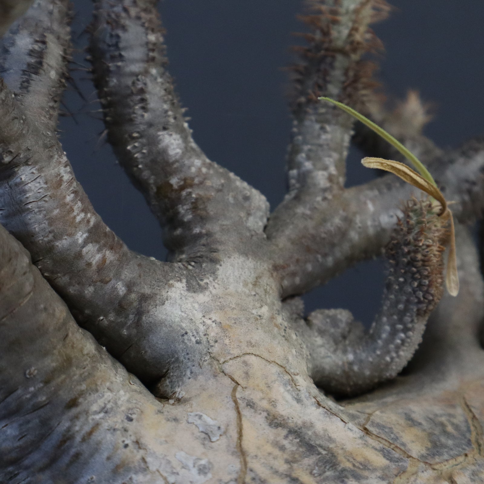 P.グラキリス 1274【綴化】 – TaiShoDo ONLINE SHOP