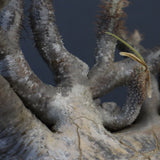 P.グラキリス 1274【綴化】