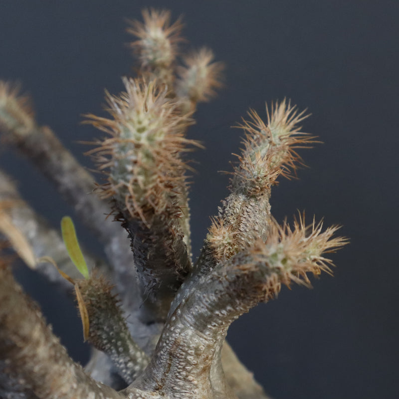 P.グラキリス 1274【綴化】