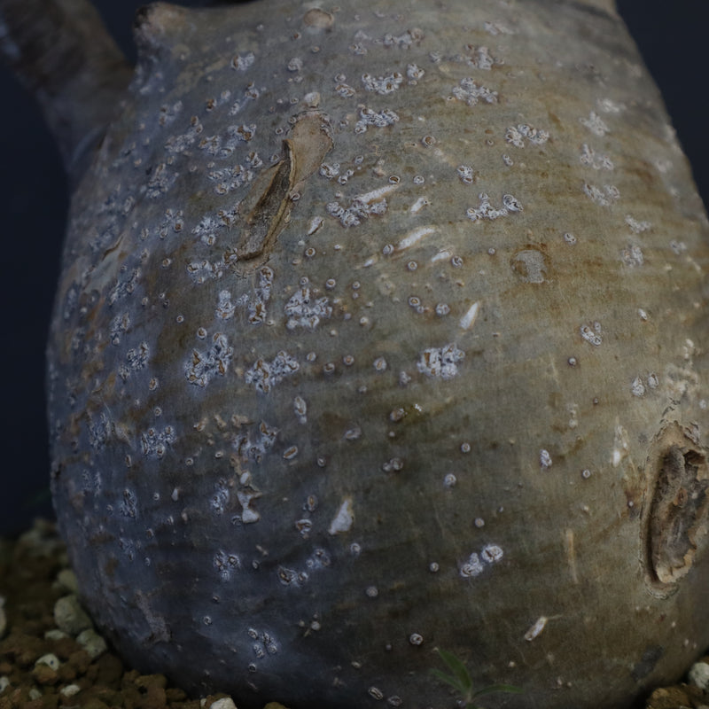 P.グラキリス 1274【綴化】