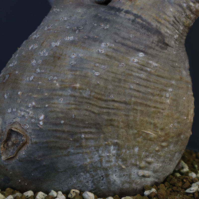 P.グラキリス 1274【綴化】