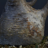 P.グラキリス 1274【綴化】