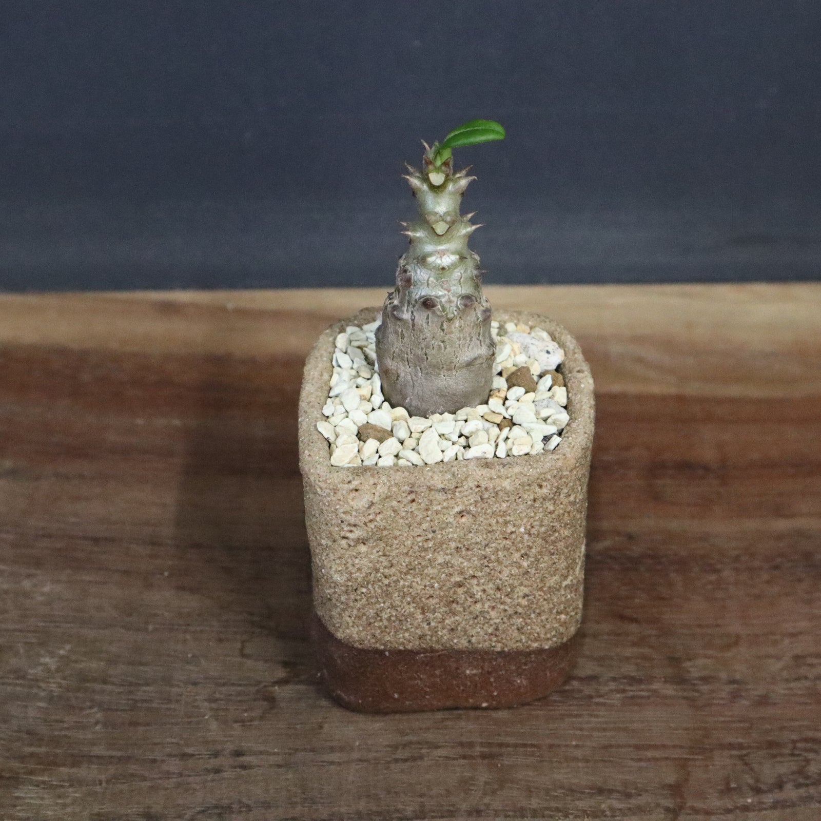 ウィンゾリー実生 パキポディウム ウィンゾリー 沖縄実生 | mana's farm:塊根植物