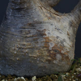 P.グラキリス 1274【綴化】