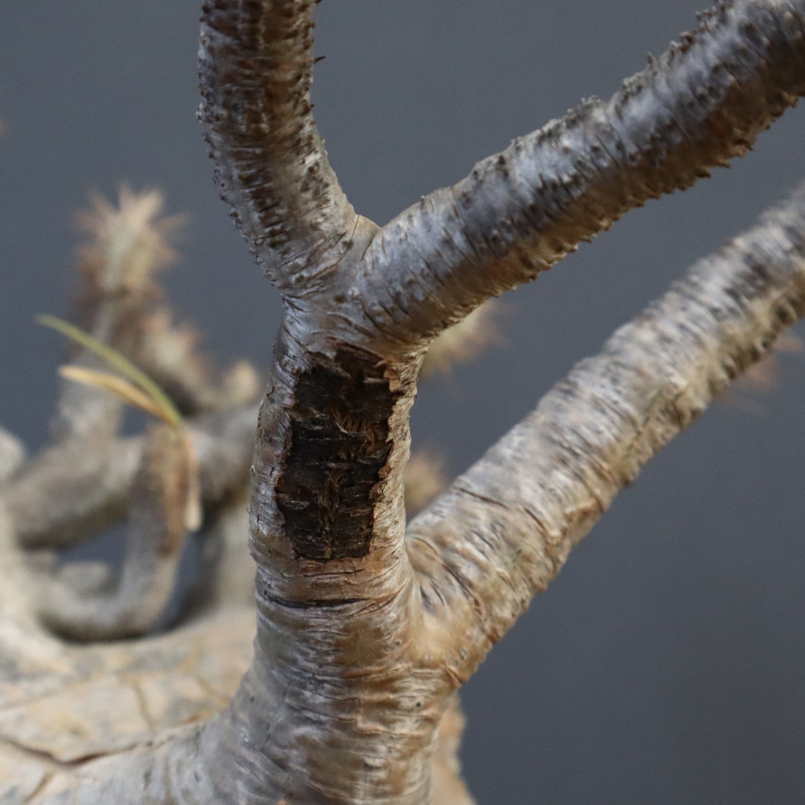 P.グラキリス 1274【綴化】 – TaiShoDo ONLINE SHOP