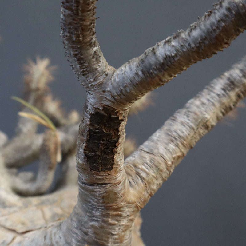 P.グラキリス 1274【綴化】