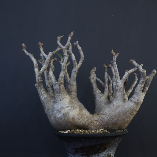 P.グラキリス 1281