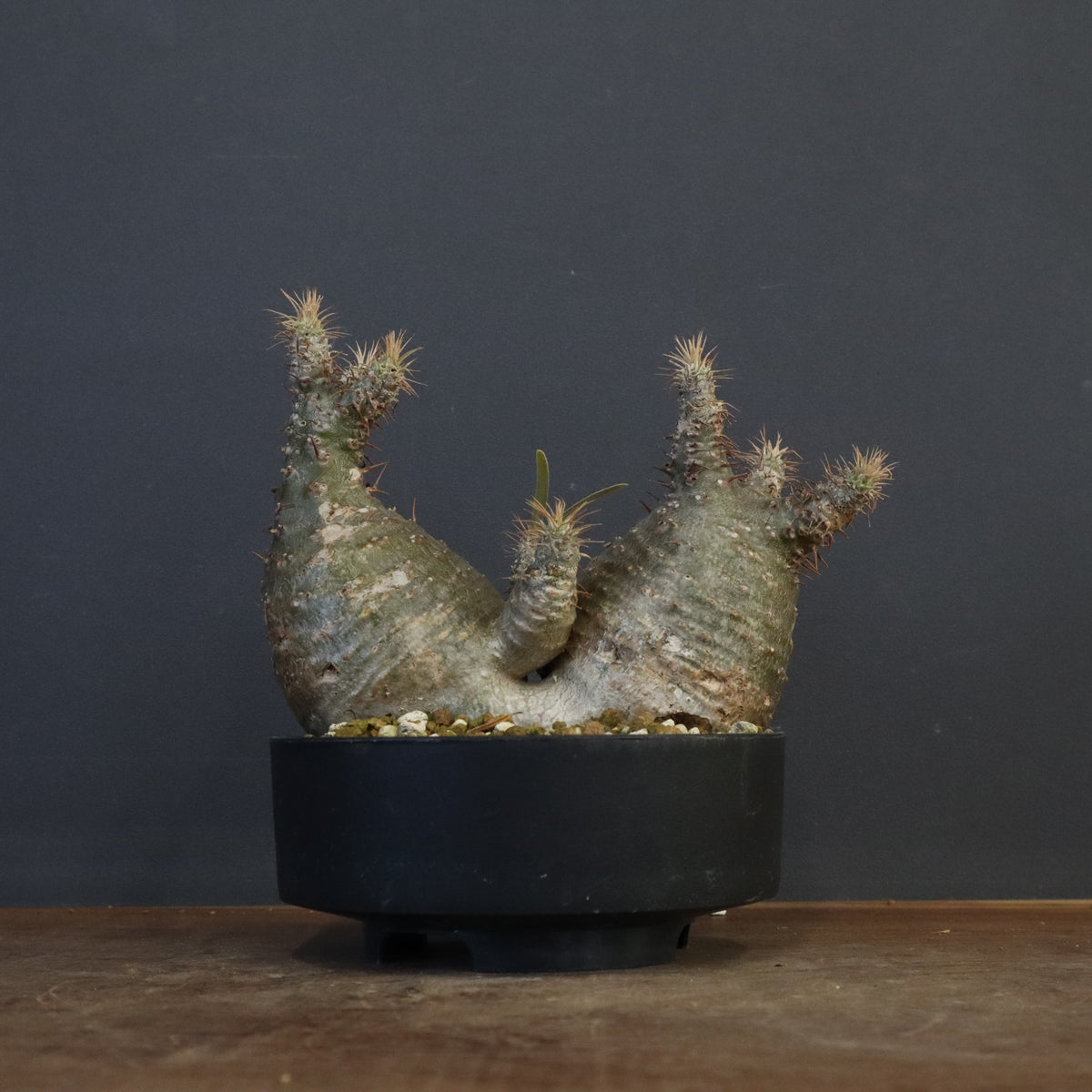 TaiShoDo ONLINE SHOP 塊根植物 多肉植物通販