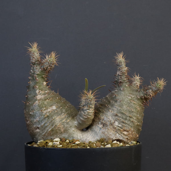 P.グラキリス 790