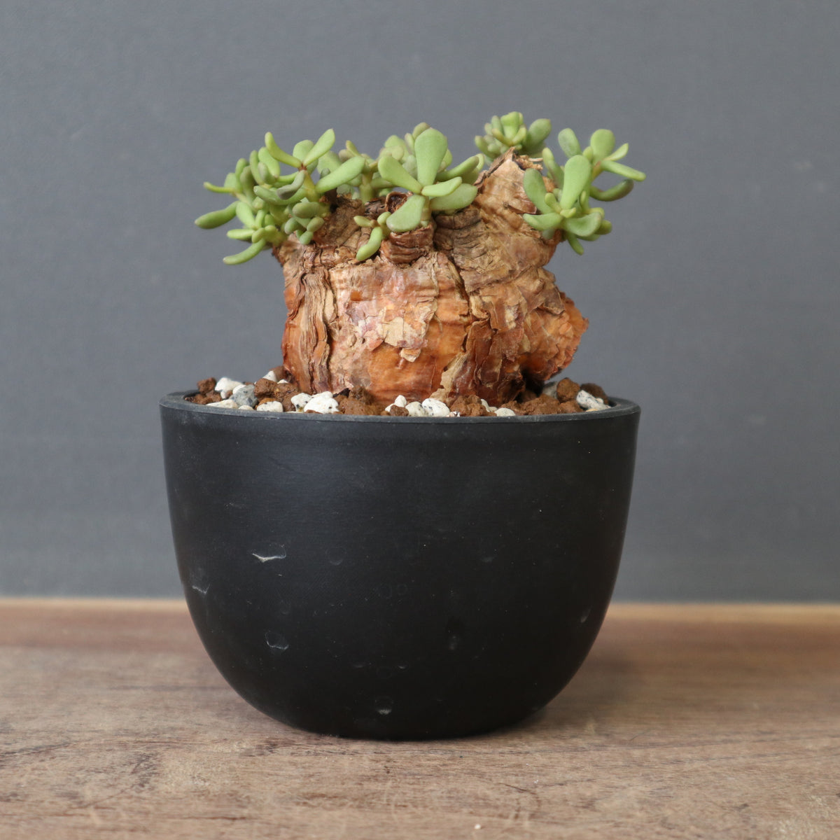 塊根植物 – 8ページ目 – TaiShoDo ONLINE SHOP