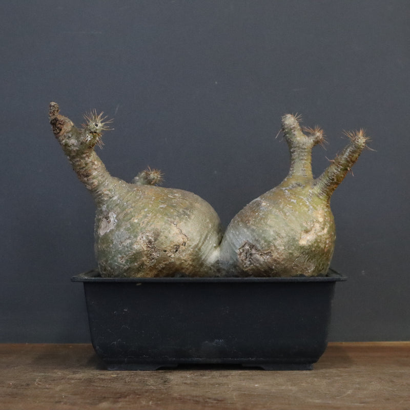 P.グラキリス 132