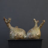 P.グラキリス 132