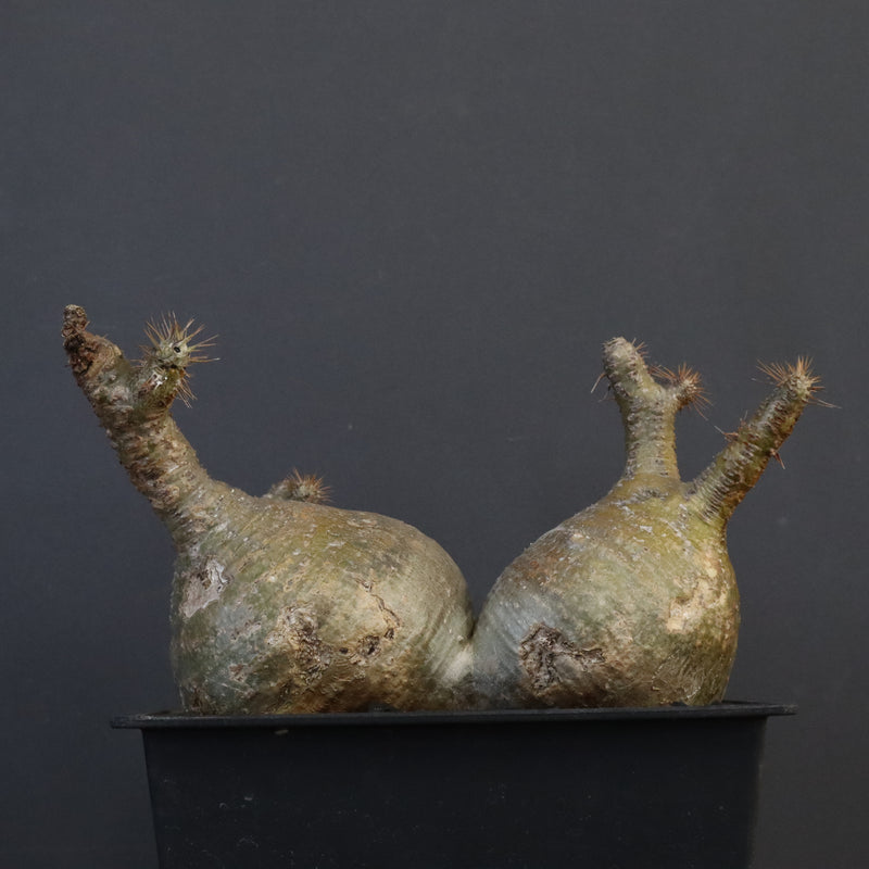 P.グラキリス 132