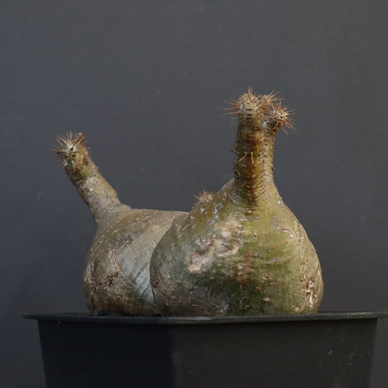 P.グラキリス 132