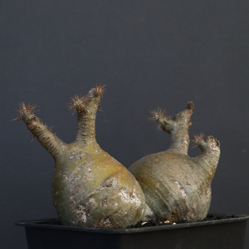 P.グラキリス 132