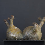 P.グラキリス 132