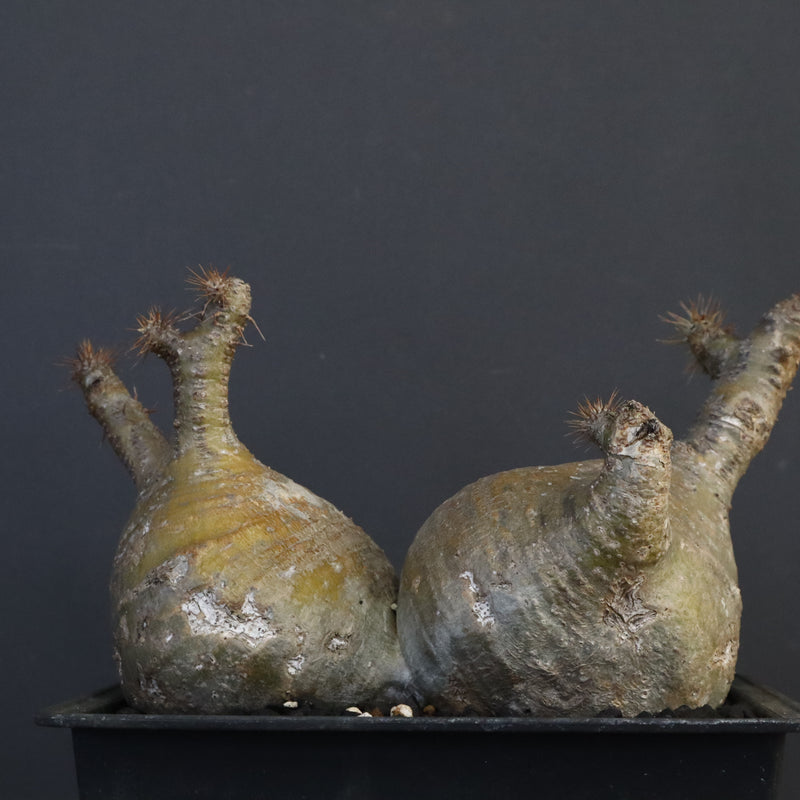 P.グラキリス 132