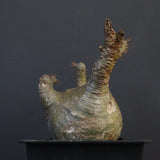 P.グラキリス 132