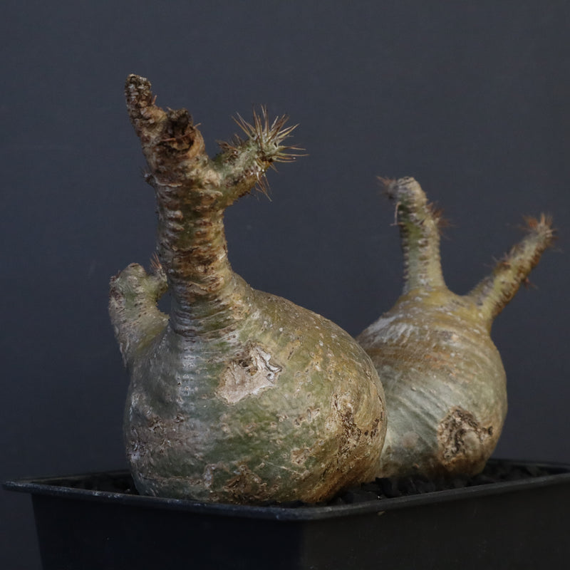 P.グラキリス 132