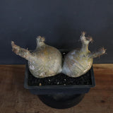 P.グラキリス 132