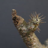 P.グラキリス 132