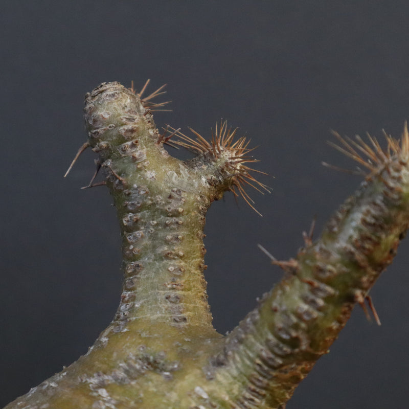 P.グラキリス 132