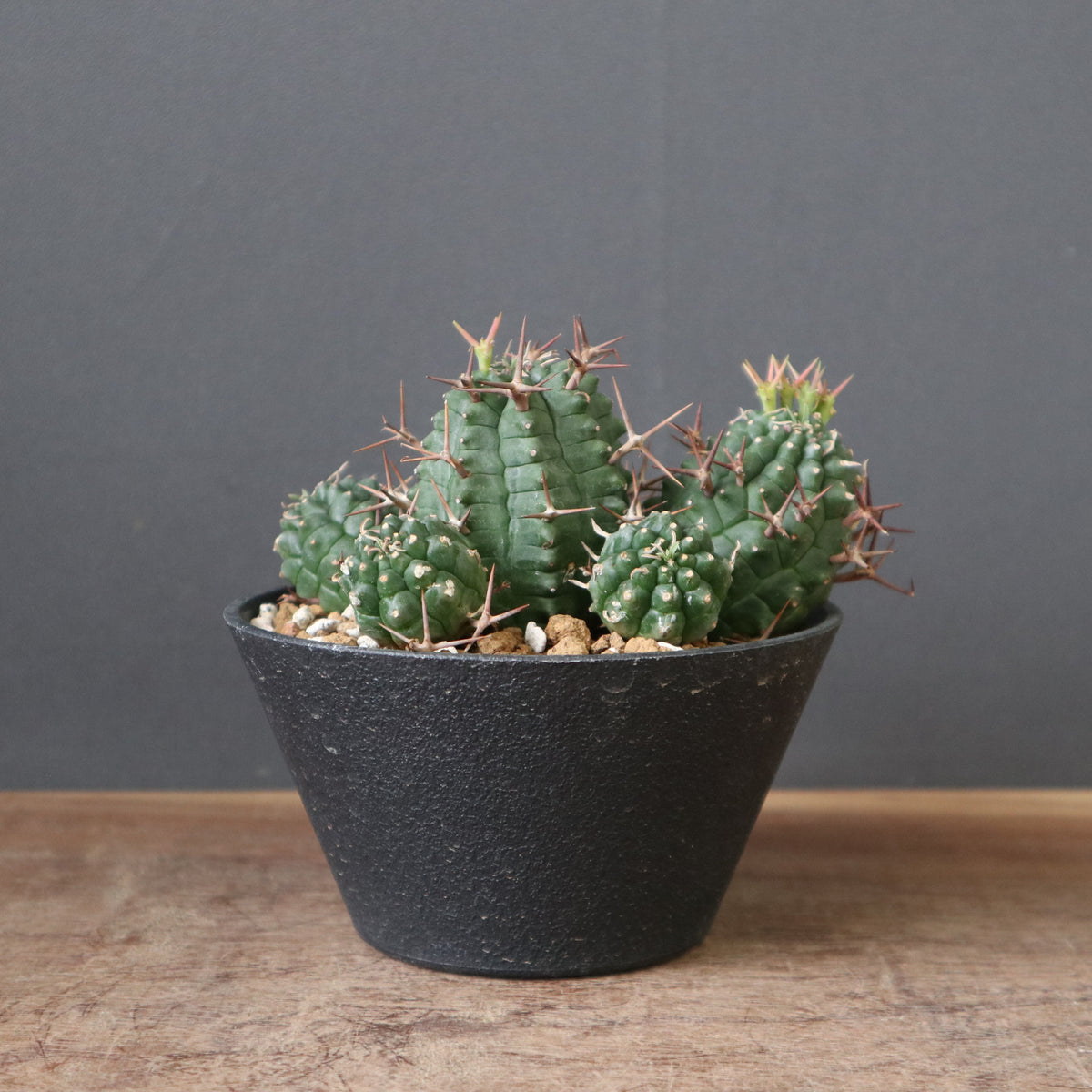 ユーフォルビア – TaiShoDo ONLINE SHOP