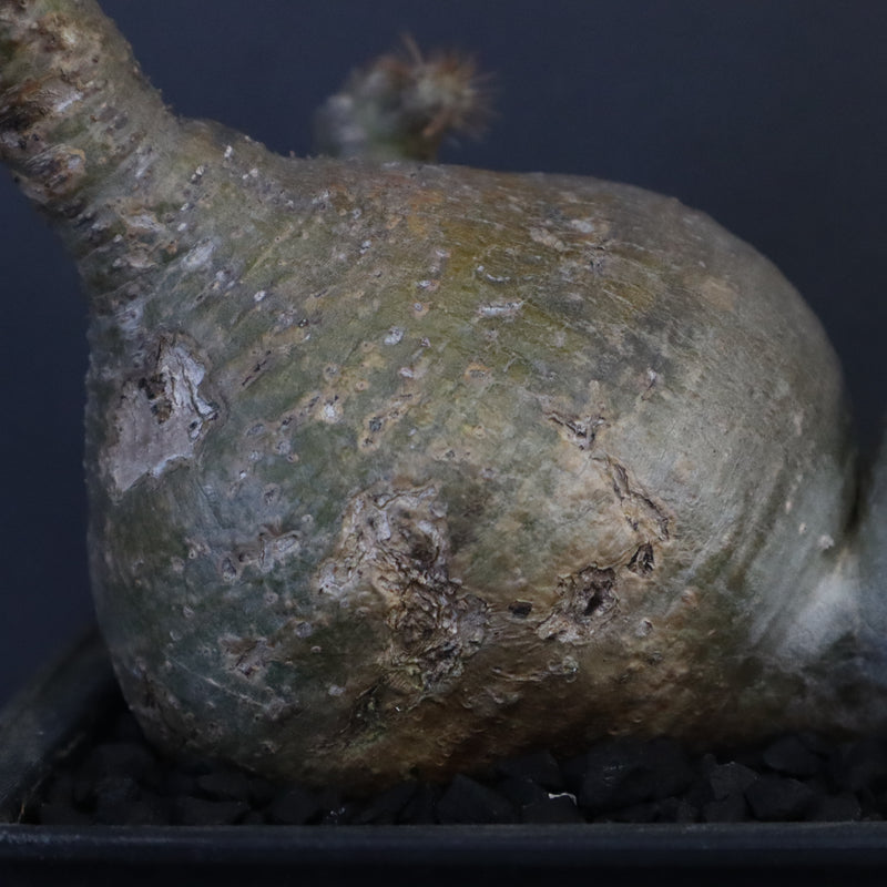 P.グラキリス 132