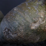 P.グラキリス 132