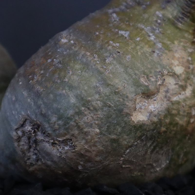 P.グラキリス 132