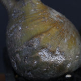 P.グラキリス 132