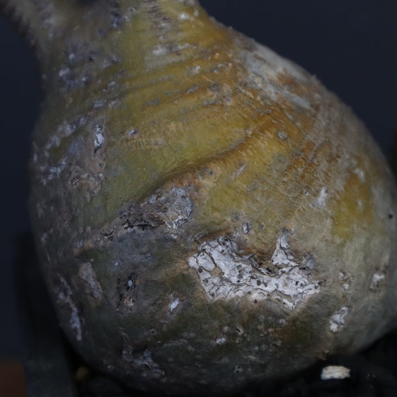 P.グラキリス 132