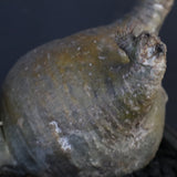 P.グラキリス 132