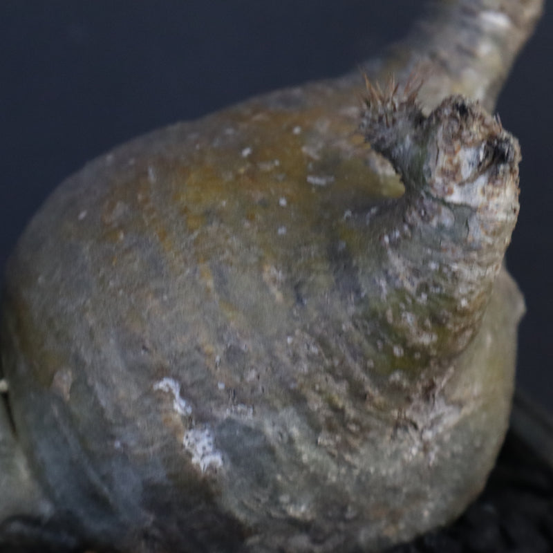 P.グラキリス 132