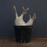 P.グラキリス 1284