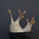 P.グラキリス 1284