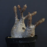 P.グラキリス 1284