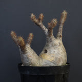 P.グラキリス 1284