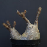 P.グラキリス 1284