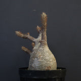 P.グラキリス 1284