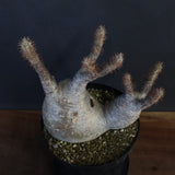 P.グラキリス 1284