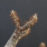 P.グラキリス 1284