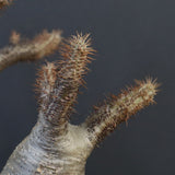 P.グラキリス 1284