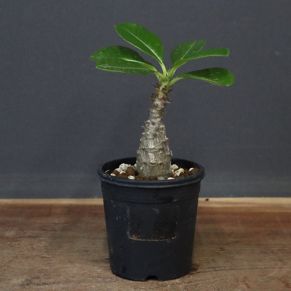 P.ウィンゾリー（実生）329 – TaiShoDo ONLINE SHOP