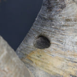 P.グラキリス 1284