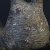 P.グラキリス 1284