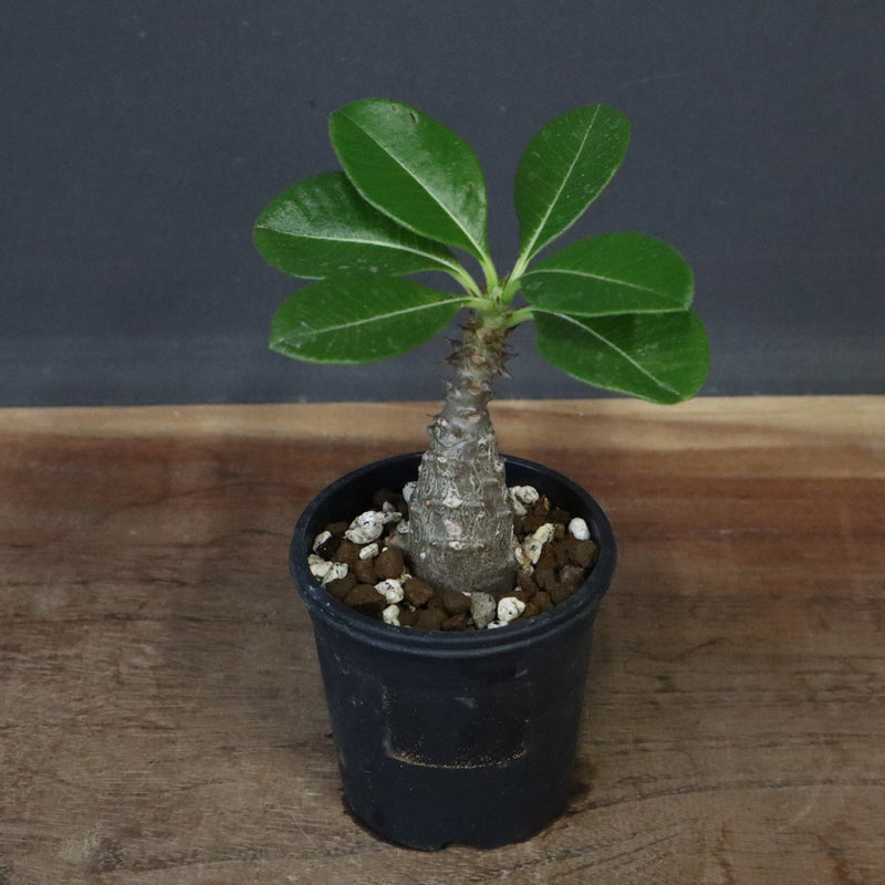 P.ウィンゾリー（実生）329 – TaiShoDo ONLINE SHOP