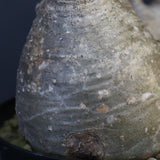 P.グラキリス 1284