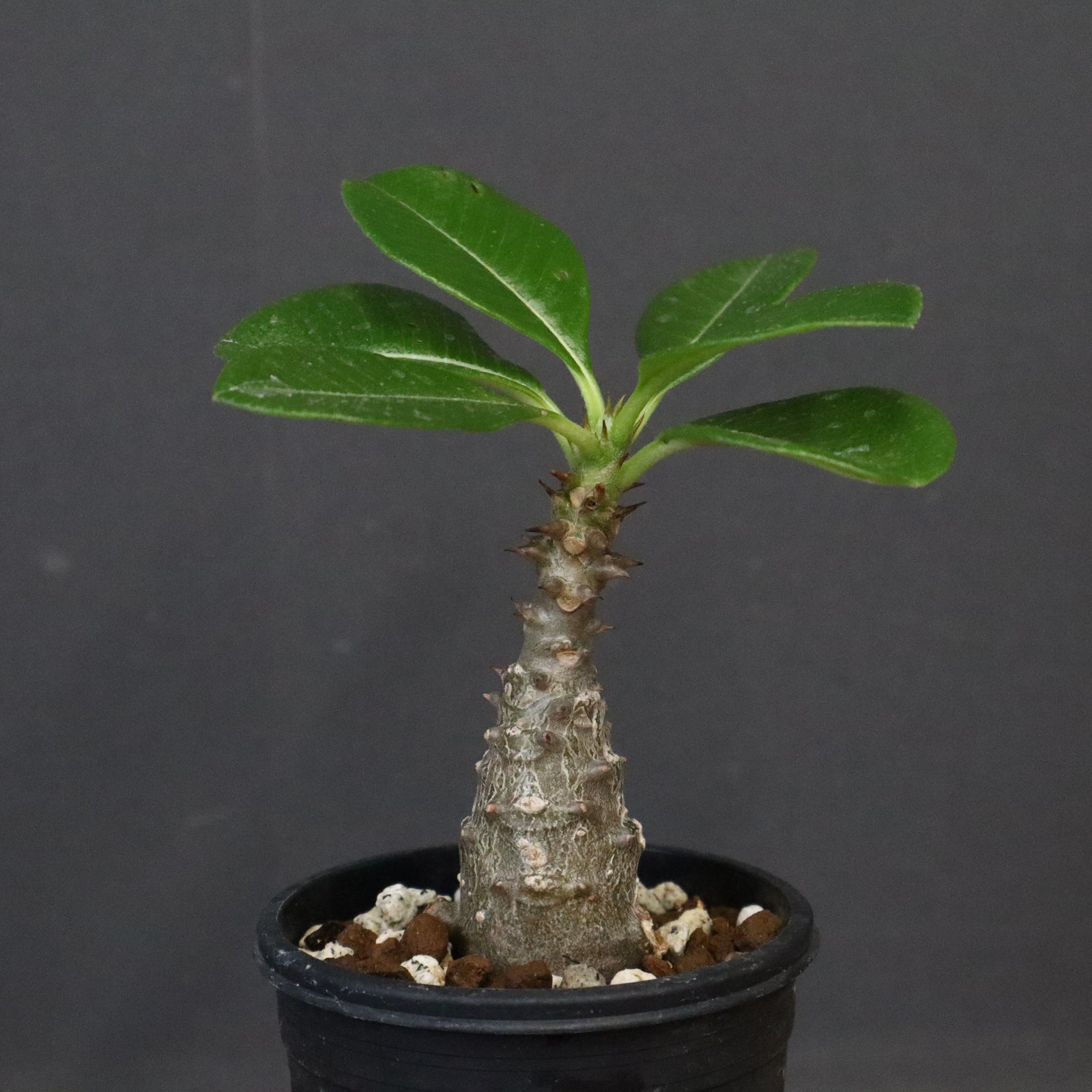 P.ウィンゾリー（実生）329 – TaiShoDo ONLINE SHOP