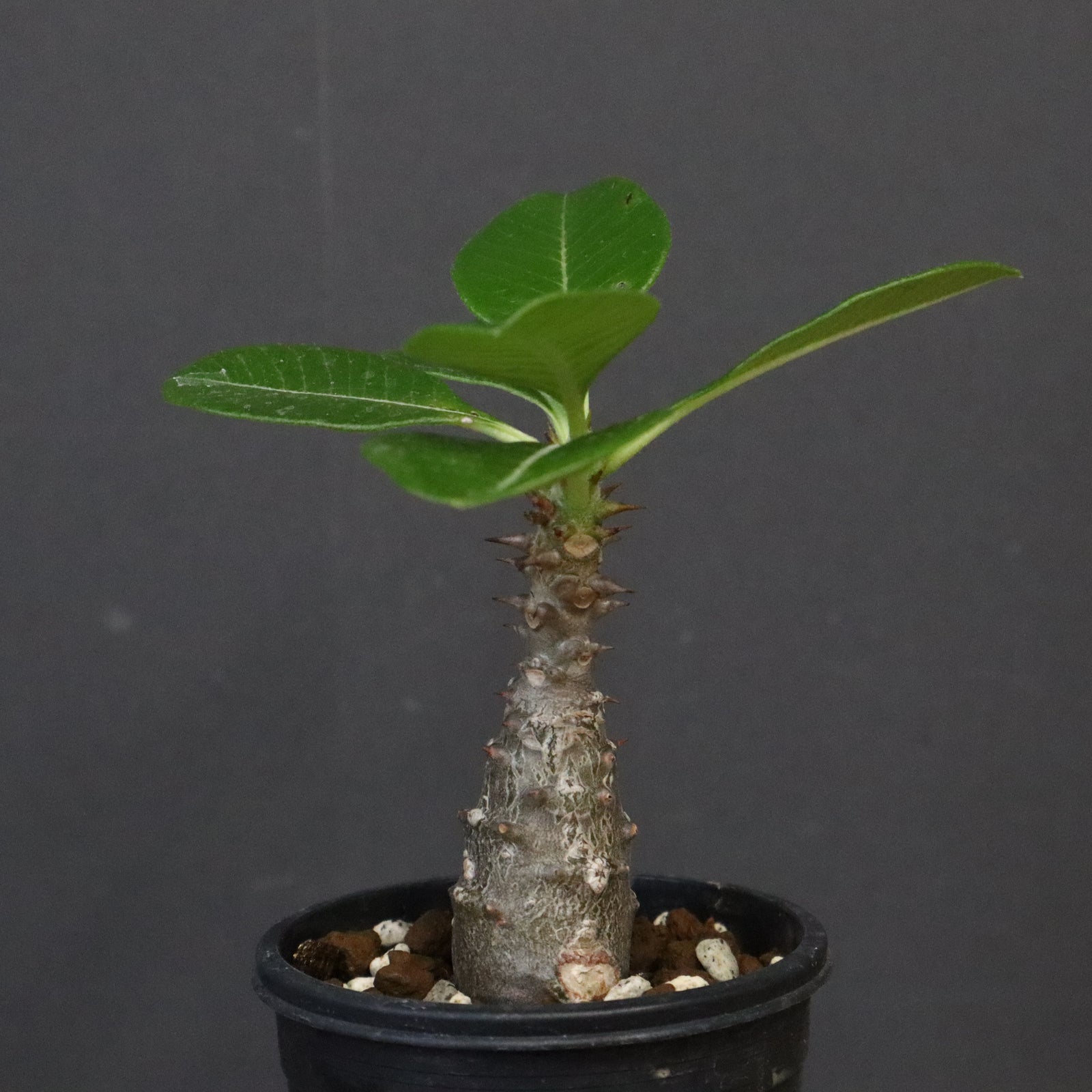ウィンゾリー　実生 パキポディウム・ウィンゾリー実生記録①(Pachypodium Windsorii